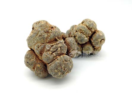 三七哪種頭數(shù)好？60頭好還是20頭好？