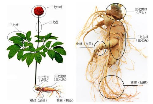 三七有幾個(gè)頭